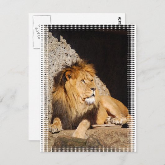 Lion Photo Briefkaart (Voorkant / Achterkant)
