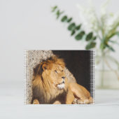 Lion Photo Briefkaart (Staand voorkant)