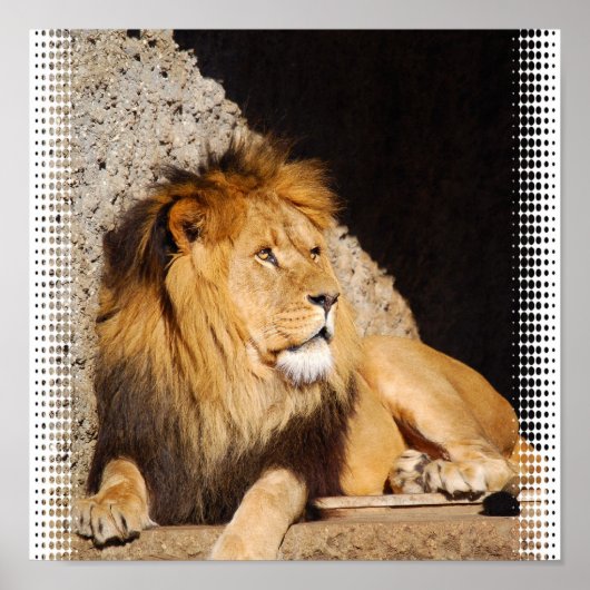 Lion Photo Print (Voorkant)