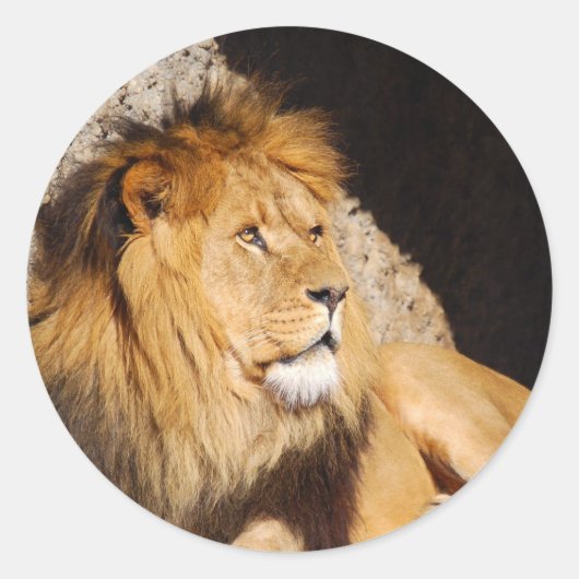 Lion Photo Sticker (Voorkant)