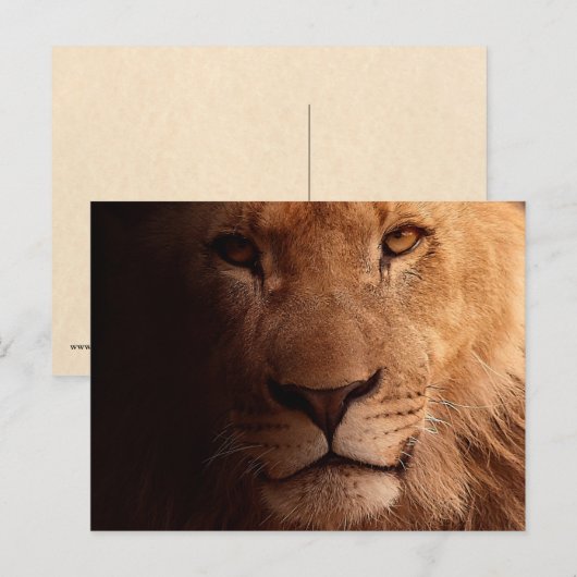 Lion Portrait Briefkaart (Voorkant / Achterkant)