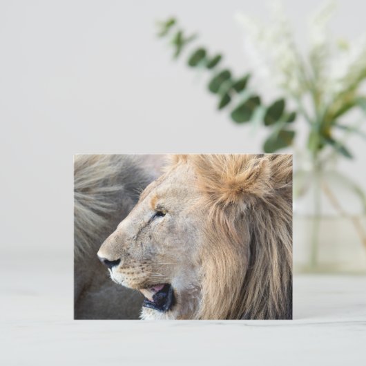 Lion Portrait Briefkaart (Staand voorkant)