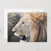 Lion Portrait Briefkaart (Voorkant / Achterkant)
