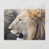Lion Portrait Briefkaart (Voorkant)