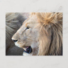 Lion Portrait Briefkaart