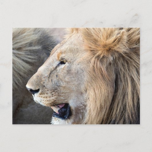 Lion Portrait Briefkaart (Voorkant)