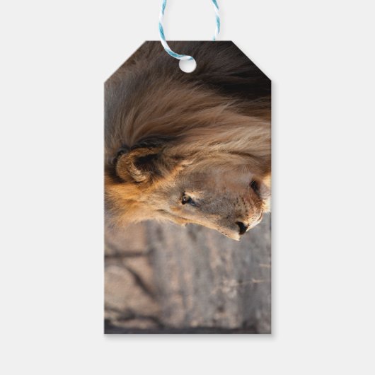 Lion Portrait Cadeaulabel (Voorkant)