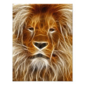 Lion Portrait Foto Afdruk (Voorkant)
