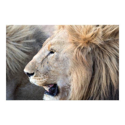 Lion Portrait Foto Afdruk (Voorkant)