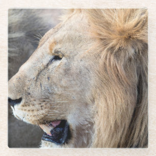 Lion Portrait Glazen Onderzetter