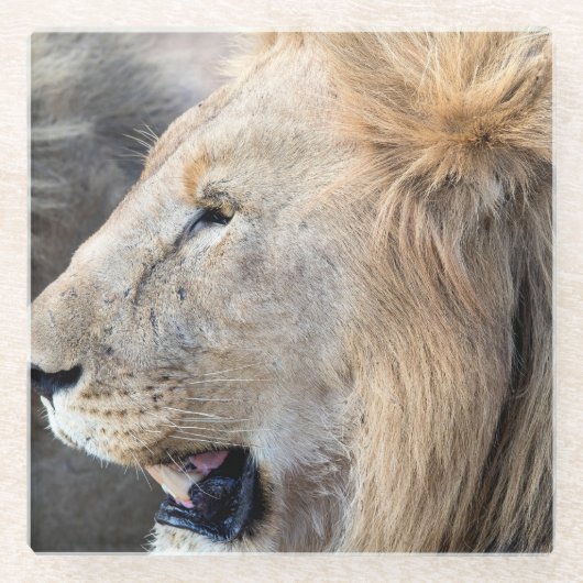 Lion Portrait Glazen Onderzetter (Voorkant)