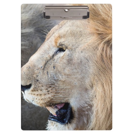 Lion Portrait Klembord (Voorkant)