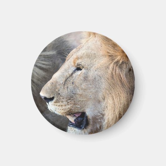 Lion Portrait Magneet (Voorkant)