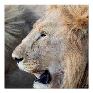 Lion Portrait Perfect Poster