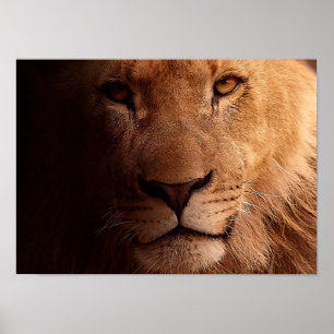 Lion Portrait Poster
