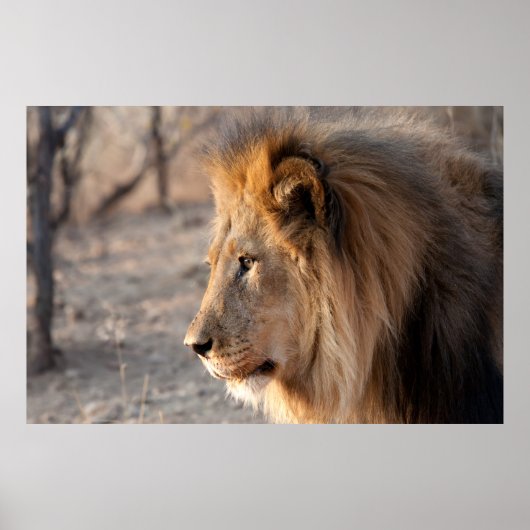 Lion Portrait Poster (Voorkant)