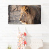 Lion Portrait Spandoek (Insitu)