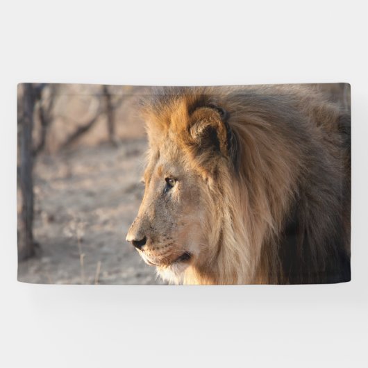 Lion Portrait Spandoek (Horizontaal)