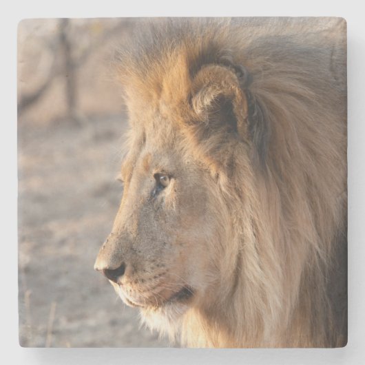 Lion Portrait Stenen Onderzetter (Voorkant)