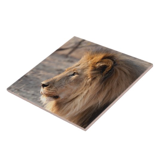 Lion Portrait Tegeltje (Zijkant)