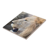 Lion Portrait Tegeltje (Zijkant)
