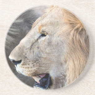 Lion Portrait Zandsteen Onderzetter
