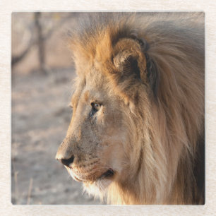 Lion Portret Glazen Onderzetter