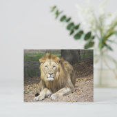 Lion Post Card Briefkaart (Staand voorkant)