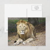 Lion Post Card Briefkaart (Voorkant / Achterkant)