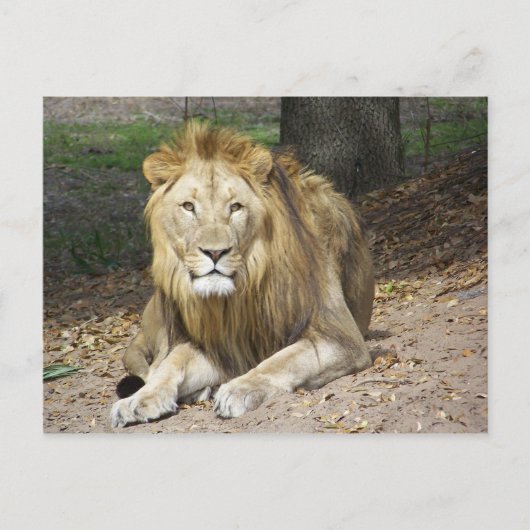 Lion Post Card Briefkaart (Voorkant)