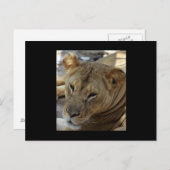 Lion Post Card Briefkaart (Voorkant / Achterkant)