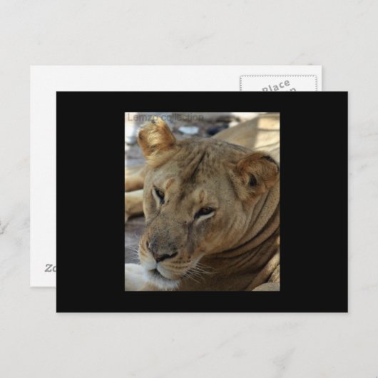 Lion Post Card Briefkaart (Voorkant / Achterkant)