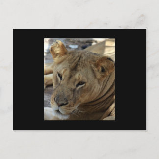 Lion Post Card Briefkaart