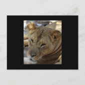 Lion Post Card Briefkaart (Voorkant)