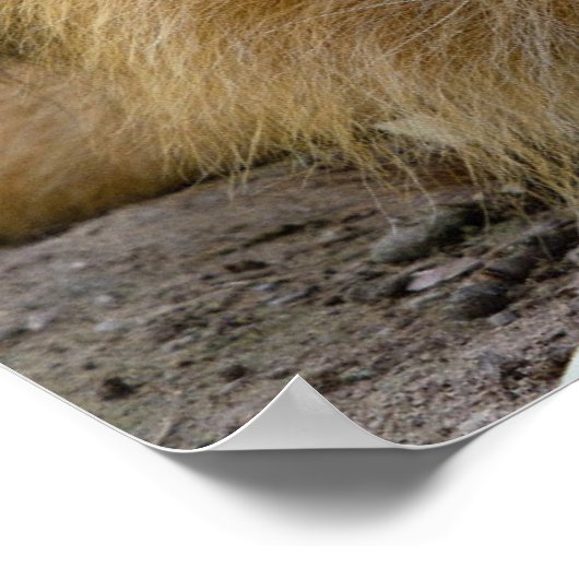 LION POSTER (Hoek)