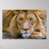 LION POSTER (Voorkant)