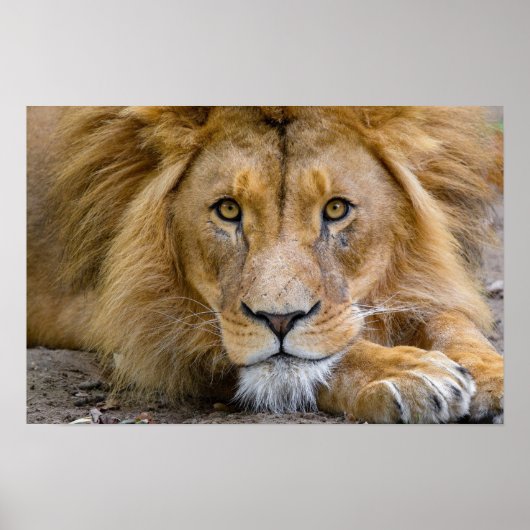 LION POSTER (Voorkant)