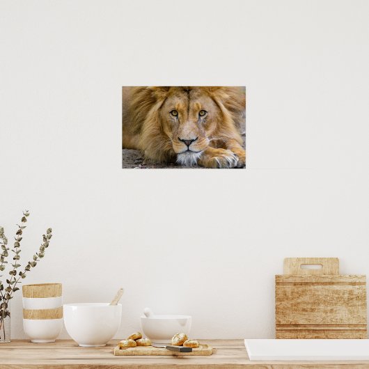 LION POSTER (Keuken)
