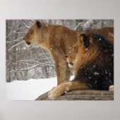 Lion Poster (Voorkant)