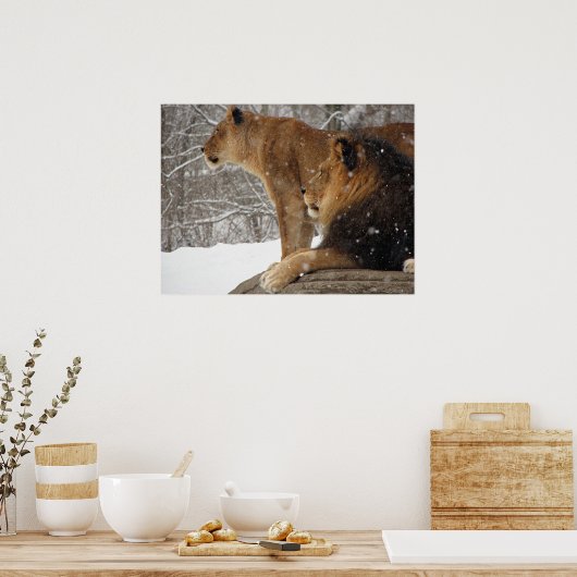 Lion Poster (Keuken)