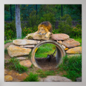 Lion Poster (Voorkant)