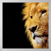 Lion Poster (Voorkant)