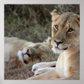 Lion poster (Voorkant)