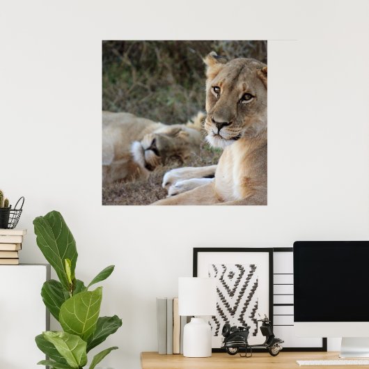 Lion poster (Thuiskantoor)