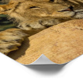 Lion Poster (Hoek)