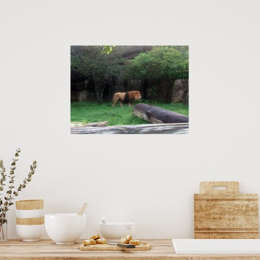 Lion Poster (Keuken)