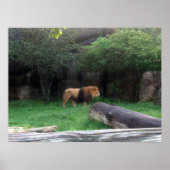 Lion Poster (Voorkant)