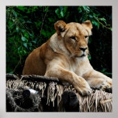 Lion poster (Voorkant)