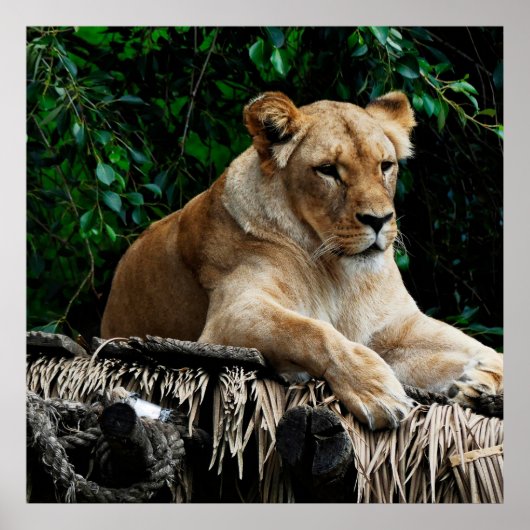 Lion poster (Voorkant)