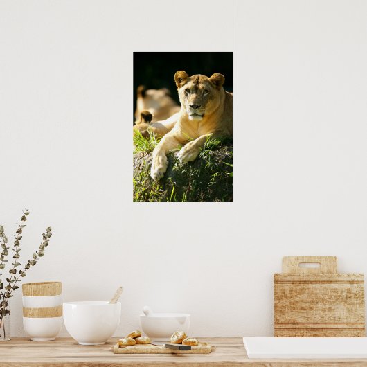 Lion Poster (Keuken)